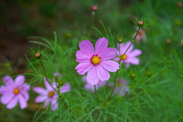 pink cosmos flower growing in the garden