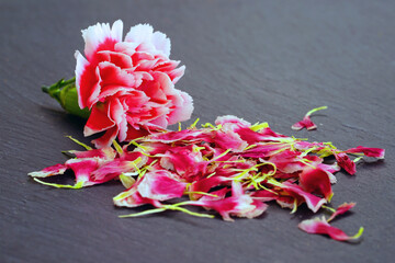 Wall Mural - Pressed carnation flower petals in pink and white