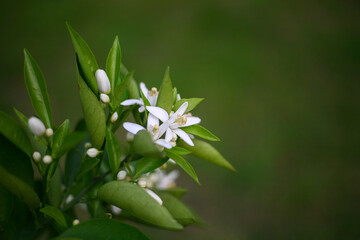 mandarin flower