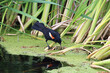 A red winged black bird picks at reeds