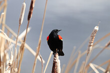 Portrait Of A Red Winged Blackbird On Cattails