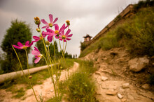 Dirt Road With Flowers Leading Up To Small Pagoda