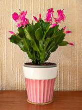 Small Christmas Cactus Plant With Pink Flowers And Buds