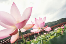 Close-up Of Two Pink Lotus Flowers On A Lake