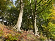 Old Trees, Growing On A Steep Slope, By The Side Of Burnley Road Near, Hebden Bridge, Yorkshire, UK