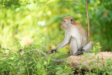 A monkey sitting on a fallen log. Selective focus points