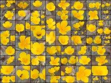 Yellow Flowering Terminal Cyme Inflorescence Of Sunlight Poppy, Eschscholzia Californica, Papaveraceae, Native Perennial Herb In Baldwin Lake Ecological Reserve, San Bernardino Mountains, Summer.
