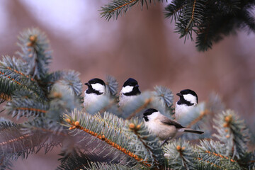 Wall Mural - 
Three Coal tits and marsh tit on spruce branches.