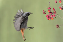 Ready To Take A Berry, Portrait Of Black Redstart Male In Flight (Phoenicurus Ochruros)