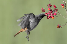The Incredible Flycatcher, Black Redstart Male Takes A Berry In Flight (Phoenicurus Ochruros)