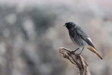 Wall Mural - Black redstart male in the woodland (Phoenicurus ochruros)