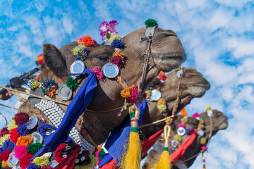 Wall Mural - Decorated camel head in desert Thar during the annual Pushkar Camel Fair near holy city Pushkar, Rajasthan, India