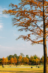 Sticker - Hanbat Arboretum autumn forest in Daejeon, Korea