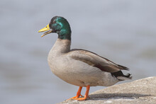 Portrait Of A Duck Quacking