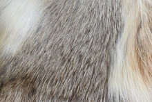 Gray Fur Texture Texture Beautiful Fur Background