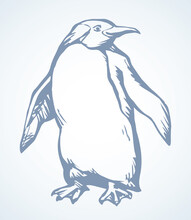 Penguin On The Ice. Vector Drawing