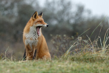 Wall Mural - Red fox in Nature.