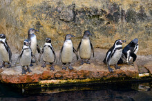 Humboldt Penguins (Spheniscus Humboldti) Lined Up At The Water's Edge