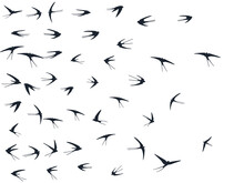 Flying Swallow Birds Silhouettes Vector Illustration. Nomadic Martlets Group Isolated On White.