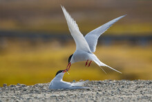 Arctic Terns. Ny-Ålesund, Svalbard. Directly On The Road To Settlement We Saw The Arctic Tern Incubating An Egg. Other Tern Was Repeatedly Flying  To The Sea, Bringing  Small Fishes For His Pair