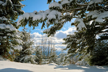 Wall Mural - Closeup of pine tree branches covered with fresh fallen snow in winter mountain forest on cold bright day