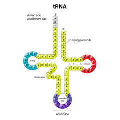 Wall Mural - Structure of tRNA. Two-dimensional structure. Transfer RNA is a small RNA molecule that participates in protein synthesis.