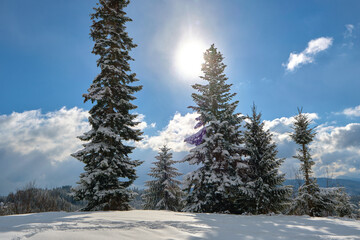 Wall Mural - Pine trees covered with fresh fallen snow in winter mountain forest on cold bright day