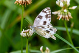 A checkered white butterfly on white clover.