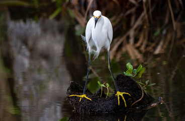 Sticker - A snowy egret in a salt marsh.