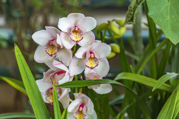 Wall Mural - Picturesque blossoming of a beautiful flower in the winter in the greenhouse