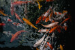 Carp fish in pond at Hanshan Temple (Hanshansi), in Suzhou, China