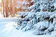 © Алексей Филатов - Snowy winter landscape with forest. Frosty, cold weather. Copy space