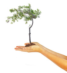 Wall Mural -  tree in hands  as a gift