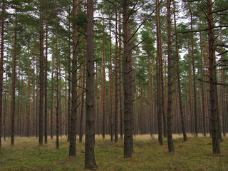   Beautiful natural bright background and texture, wild dense pine forest, atmospheric fairy forest, Latvia
