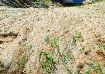 Wall Mural - Permanent slope protection with grass using the hydroseed method. The grass is used to stabilize the slope structure and prevent slope erosion. Effective and less maintenance. 