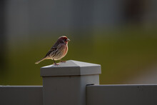An Adult Male House Finch Perched On A Fence Post