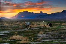 Herd Of Wild Horses On Utah's Western Desert At Sunset