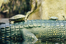 The Gharial (in Latin Gavialis Gangeticus), Also Known As The Gavial. Crocodilian, The Family Gavialidae. One Of The Most Endangered Crocodile Species. Gavial With Turtles On His Back.