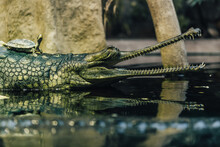 The Gharial (in Latin Gavialis Gangeticus), Also Known As The Gavial. Crocodilian, The Family Gavialidae. One Of The Most Endangered Crocodile Species.