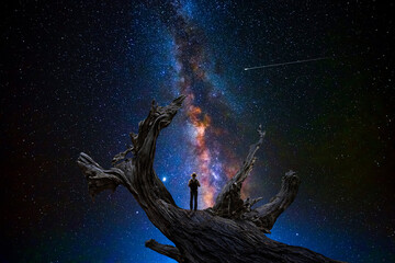 Wall Mural - man observes the universe on the dry trunk of a large tree