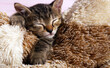Cute baby cat sleeps on carpet close up photo