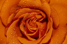Orange Rose Closeup With Water Drops