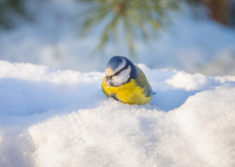 Wall Mural - The blue tit bird sits in a snowdrift on a sunny frosty day