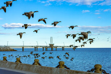 Wlid Geese Flying Over The Frontwater In Spencer Smith Park With The Brant Street Pier In The Backgroung,  Burlington,  Ontario,  Canada