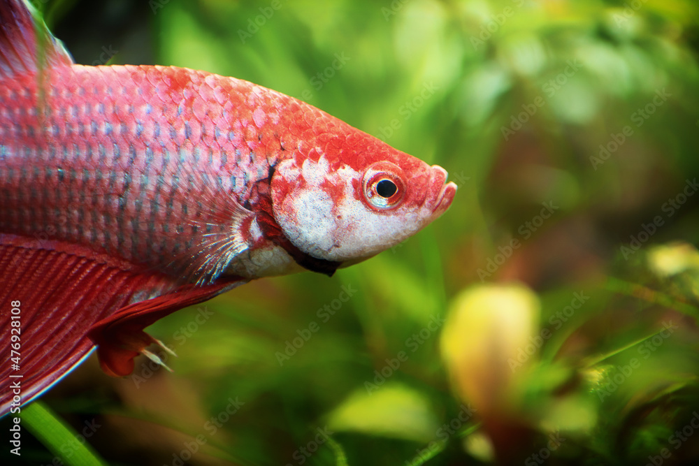 Siamese fighting fish, Betta splendens commonly known as the betta, is a freshwater fish in the aquarium. Animal aquascaping close up photography with a soft focus gradient blurred background
