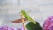 grasshopper on a flower