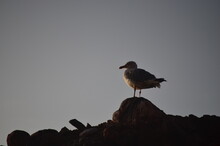 Seagull Taking A While In A Big Rock