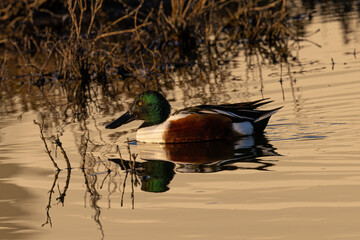 Wall Mural - Male Northern Shoveler in beautiful light, seen in the wild in North California