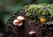 small mushrooms on a mossy log
