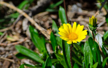 Sticker - Single yellow Daisy Wildflowers in a spring season at a Botanical garden.